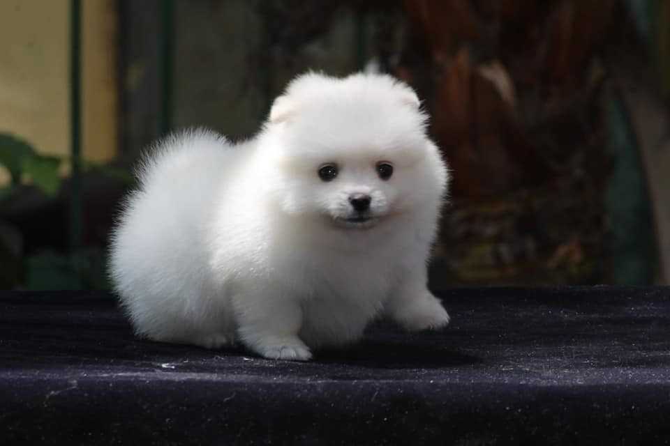 Toy Pomeranian Puppies For In