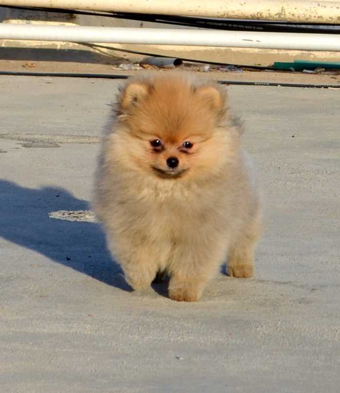 Teacup Pomeranian Puppies for sale in India At Best Prices | Mr n Mrs Pet