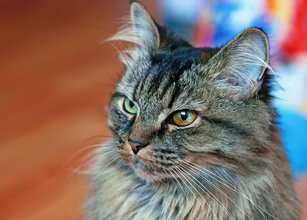 British Longhair For Sale In Kannur