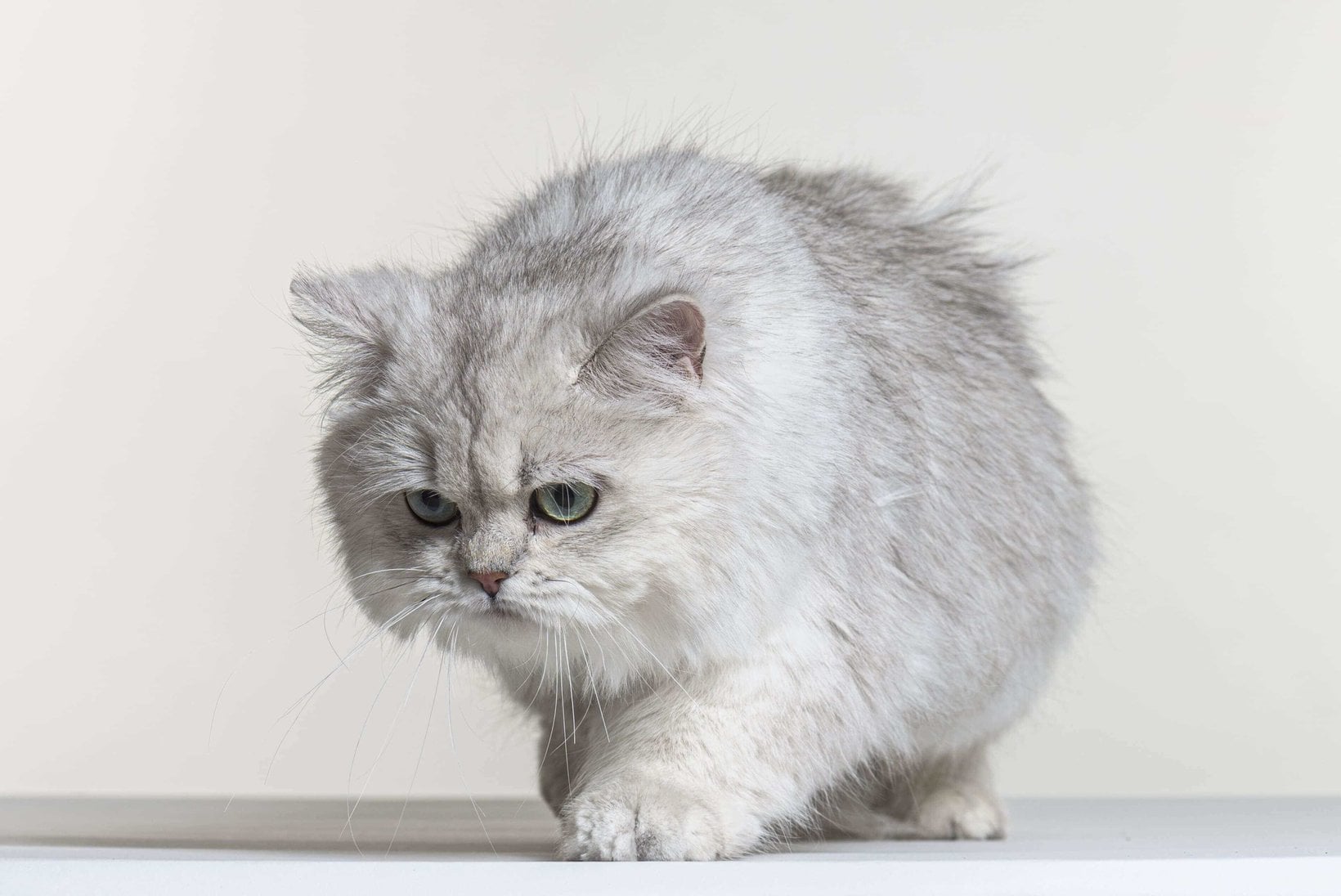 Champion Bloodline British Longhair