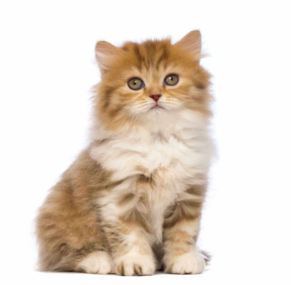 British Longhair For Sale In Pune