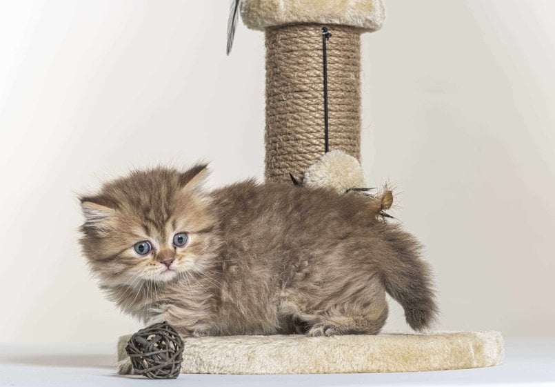 Basic Quality British Longhair