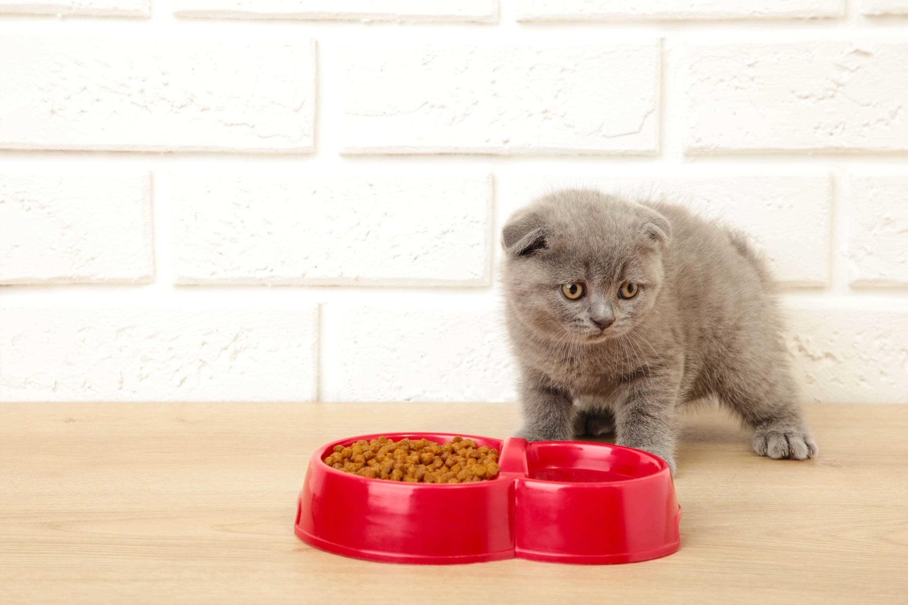 British Shorthair For Sale In Kolkata