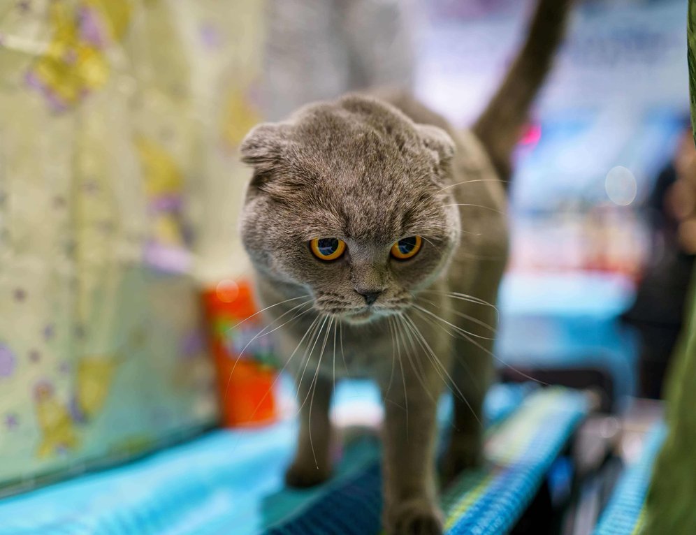 British Shorthair For Sale In Lucknow