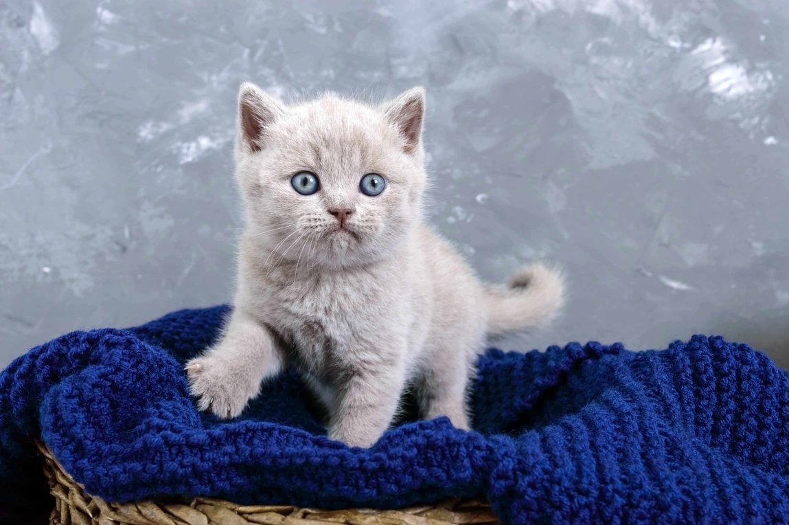 British Shorthair For Sale In Bangalore