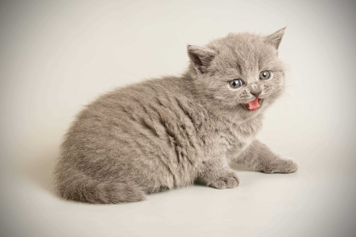 British Shorthair For Sale In Bangalore