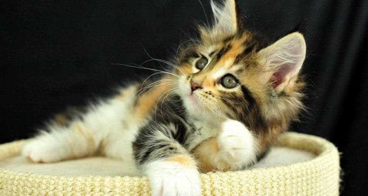 Calico For Sale In Mumbai