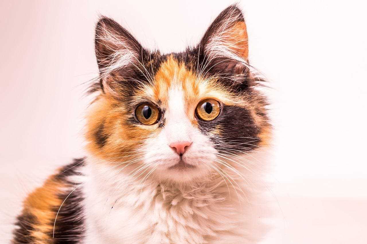 Calico kittens hot sale price