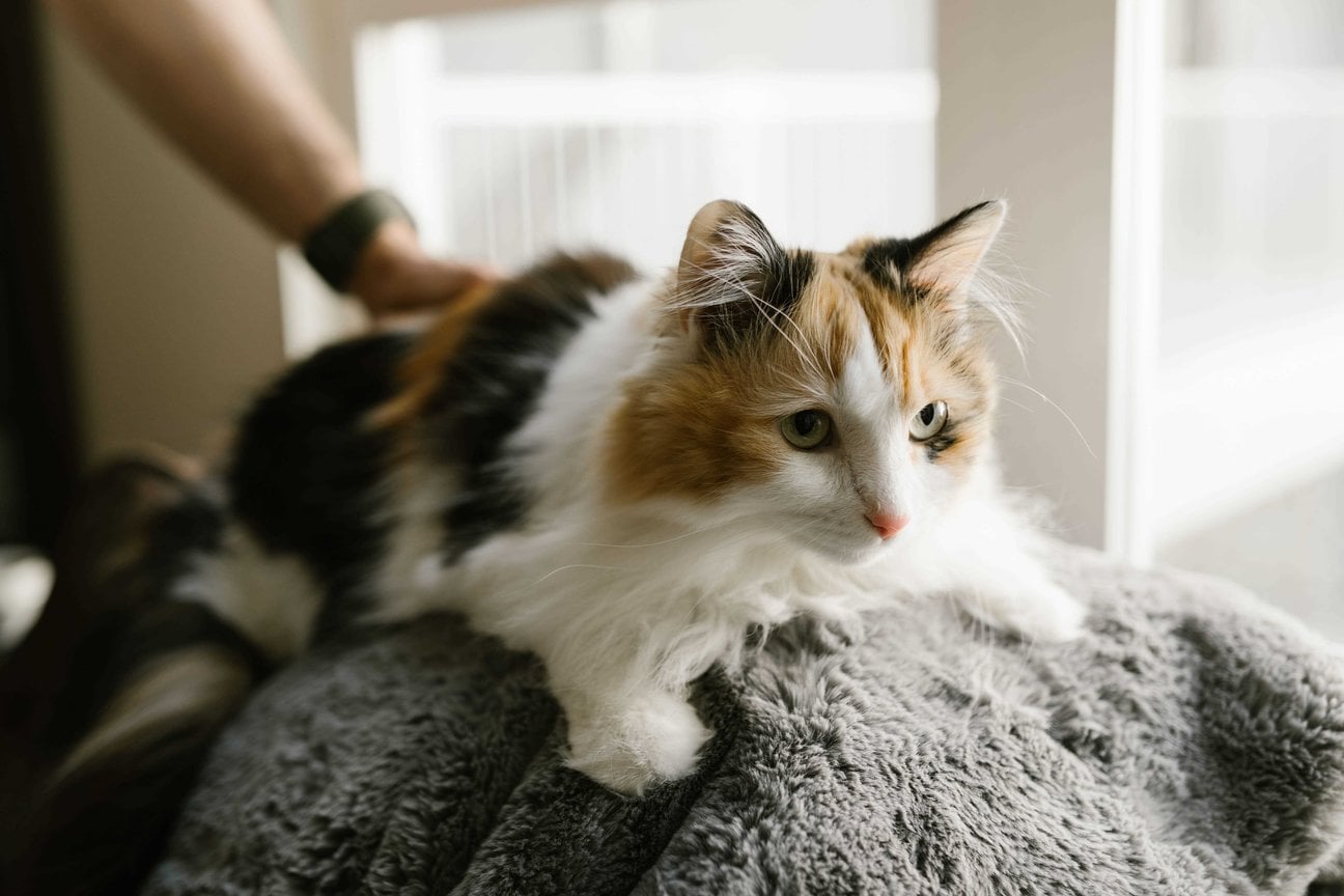 Calico For Sale In Lucknow