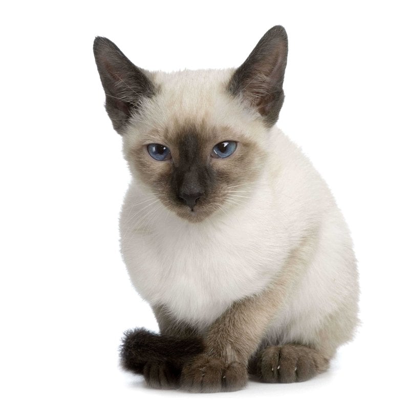 Siamese For Sale In Kolkata