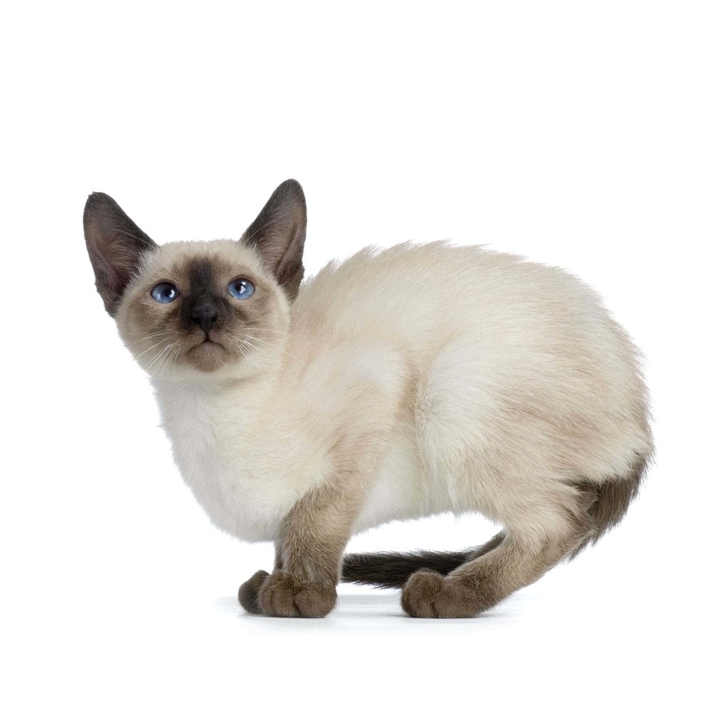Siamese For Sale In Kolkata