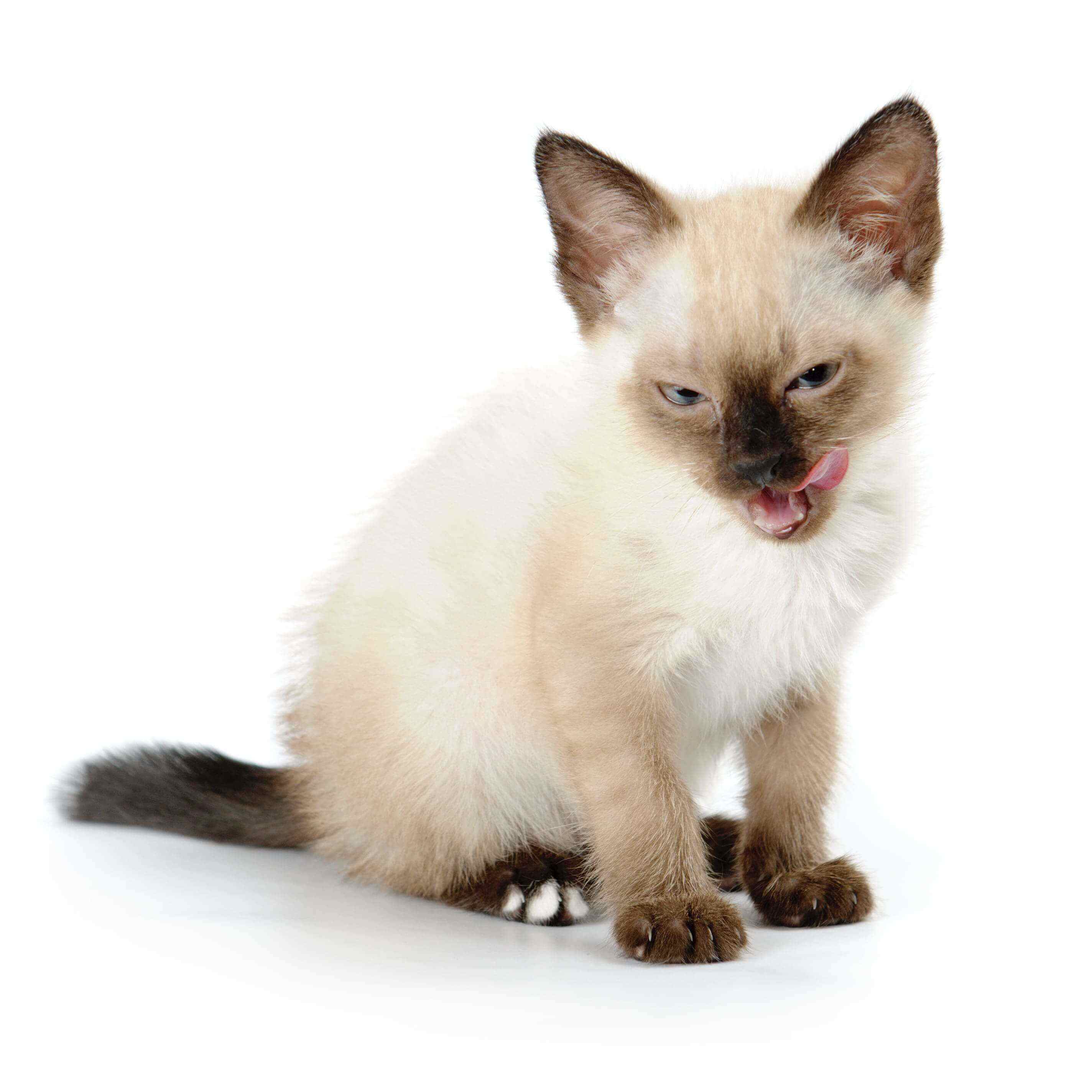 Siamese For Sale In Pune