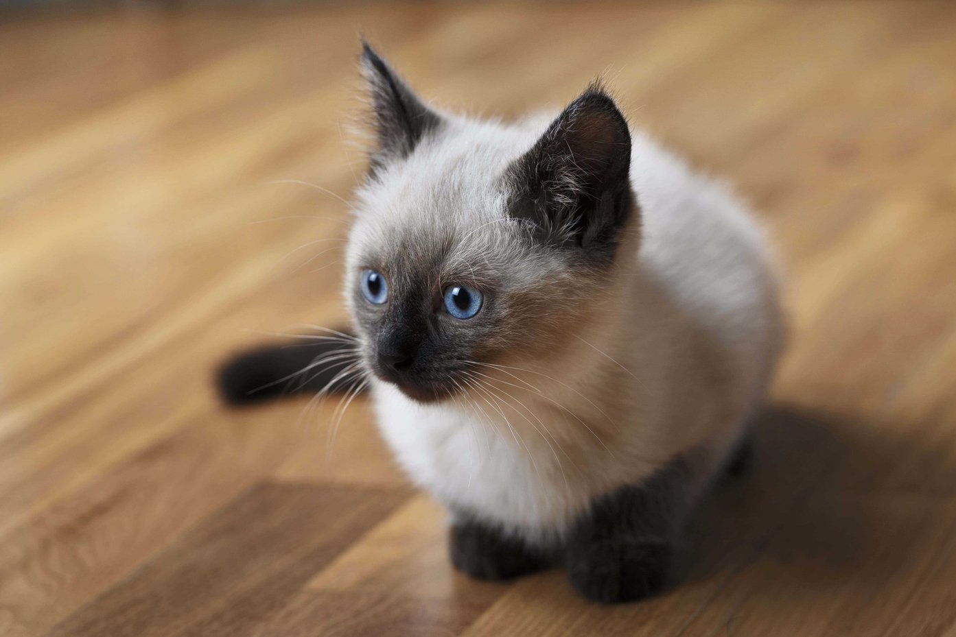 Siamese For Sale In Pune