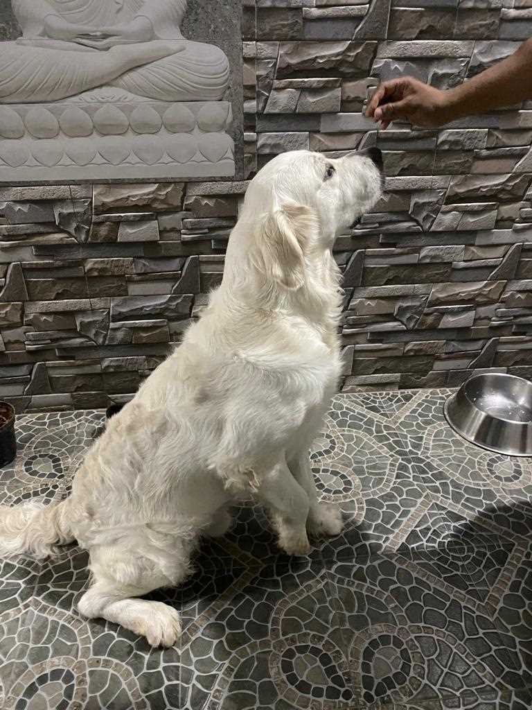 Golden Retriever Dogs For Mating In Bangalore