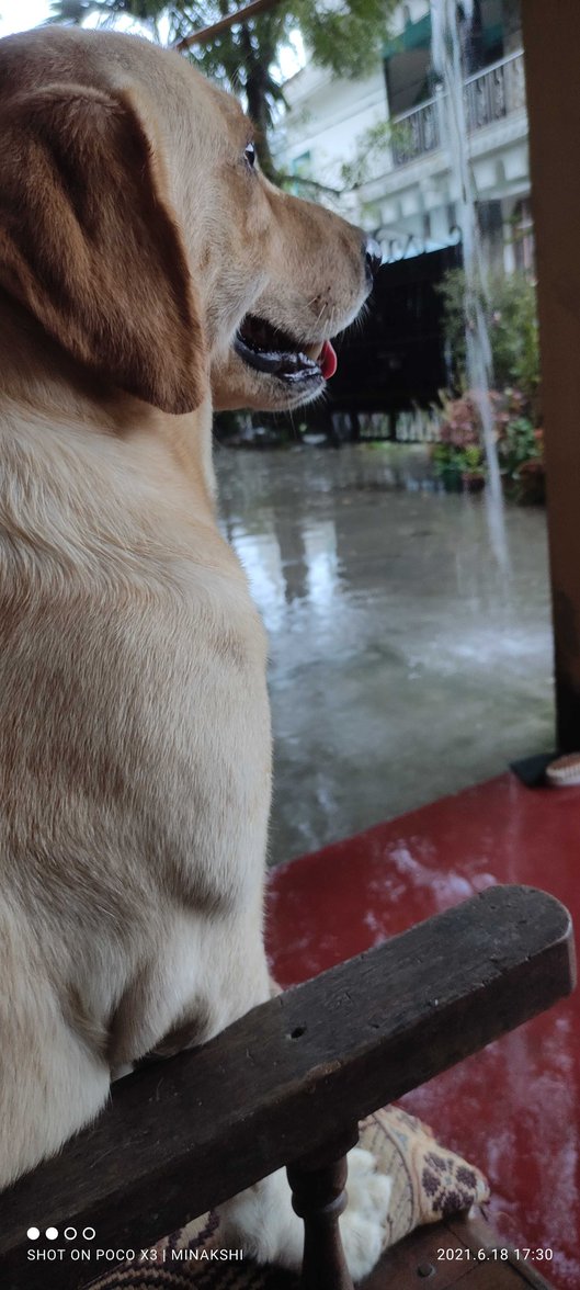 Labrador Retriever Dogs For Mating In Guwahati