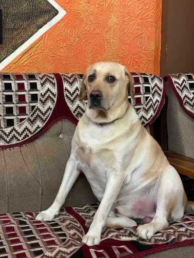 Labrador Retriever Dogs For  Mating In Vizag