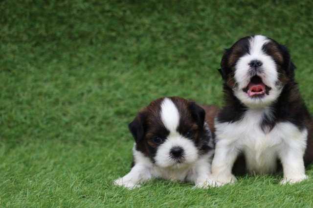 Mr n Mrs Pet