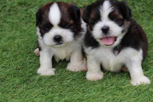 Mr n Mrs Pet