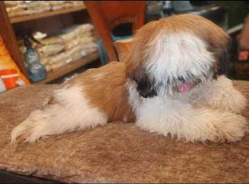 Shih Tzu For Sale In Vizag