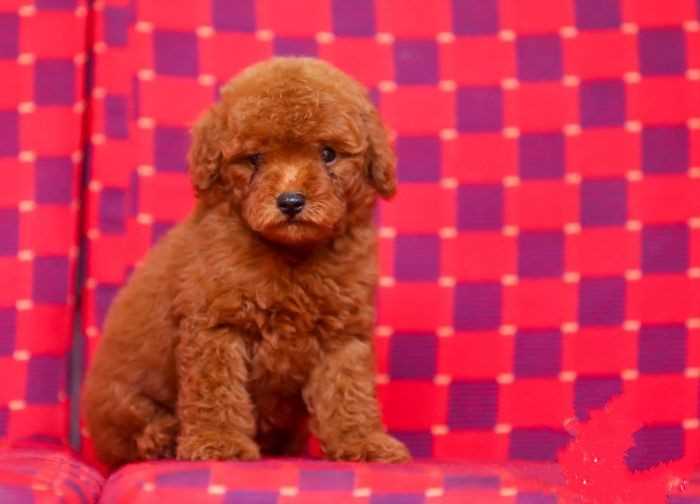 Poodle For Sale In Mumbai