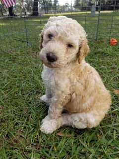 Poodle For Sale In Mumbai