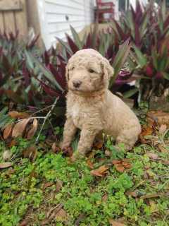 Poodle For Sale In Mumbai