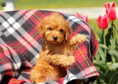 Poodle For Sale In Mumbai