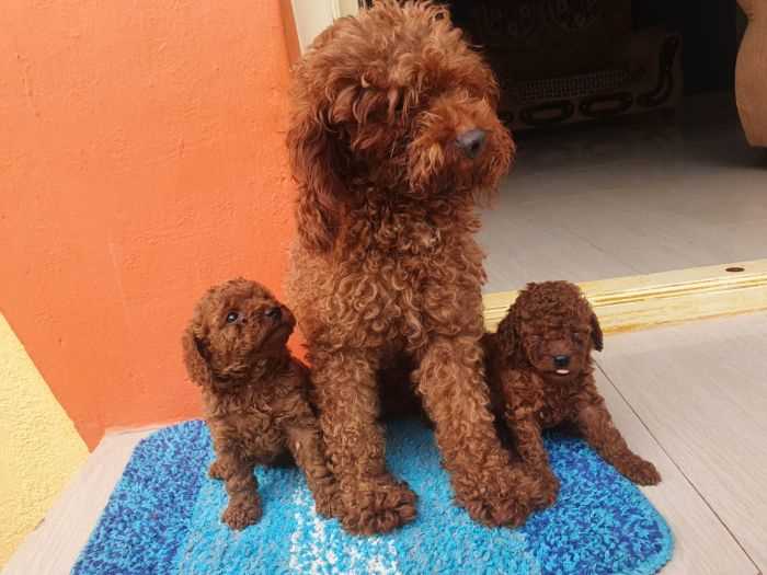 Poodle For Sale In Mumbai