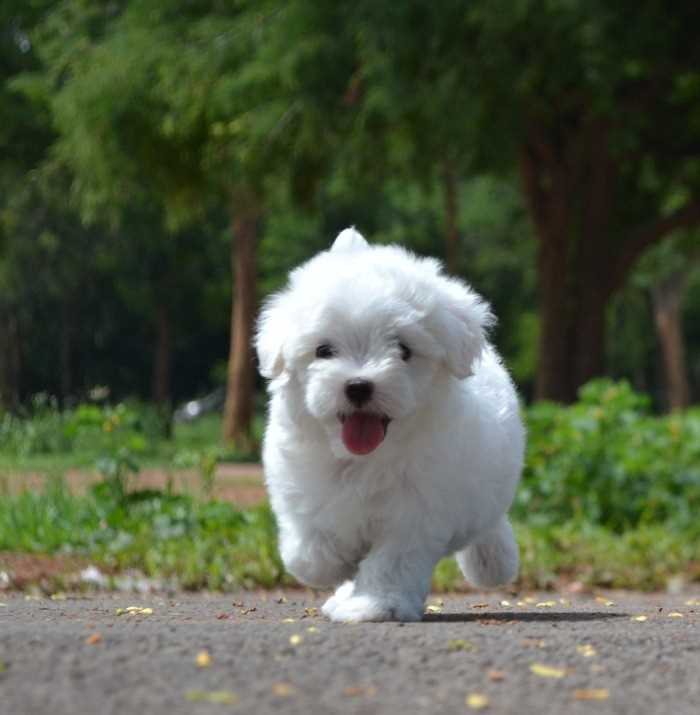 Maltese For Sale In Jammu