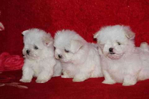 Maltese For Sale In Jammu