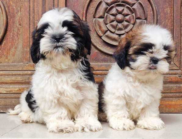 Shih Tzu For Sale In Vizag
