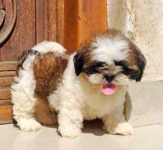 Shih Tzu For Sale In Delhi