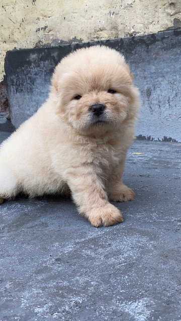 Chow Chow Puppies for sale in Pune Chow Chow Price in Pune