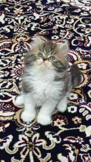 Persian For Sale In Jaipur