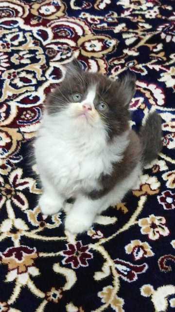 Mr n Mrs Pet