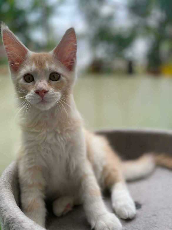 Maine Coon For Sale In Indore