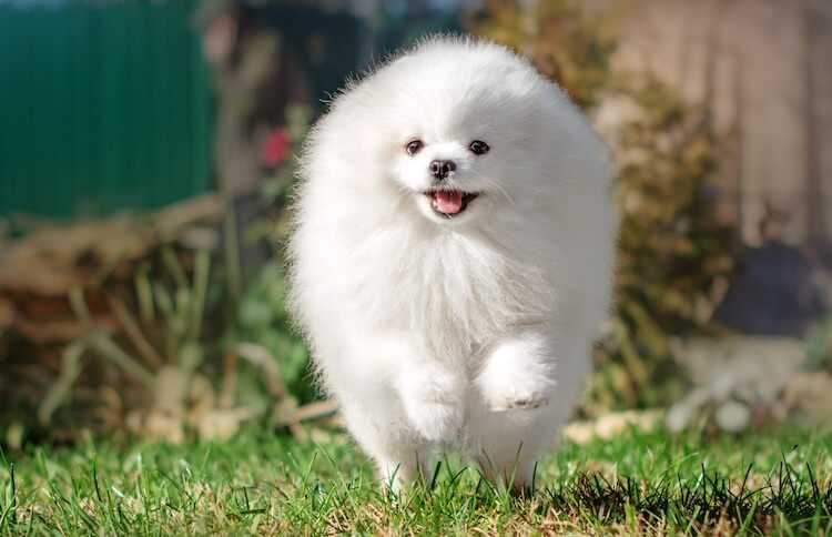 Champion Bloodline Toy Pom