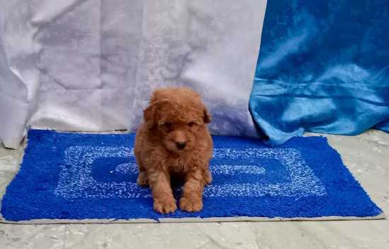Poodle For Sale In Kochi