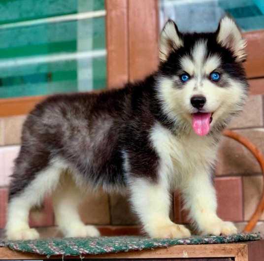 what is the price of husky dog in india