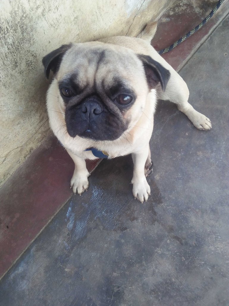 Pug Dogs For Mating In Hyderabad