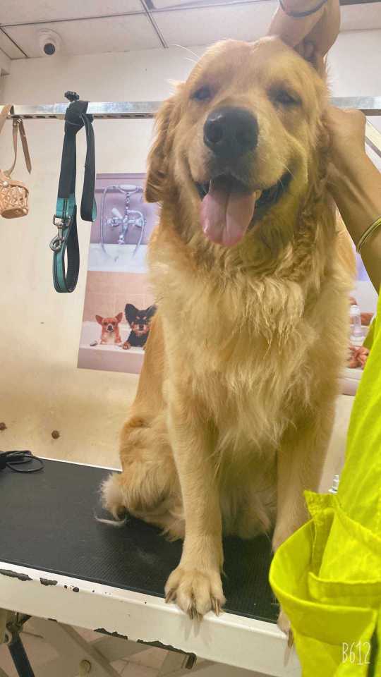 Golden Retriever Dogs For  Mating In Sibsagar