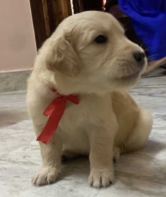 Golden Retriever For Sale In Delhi