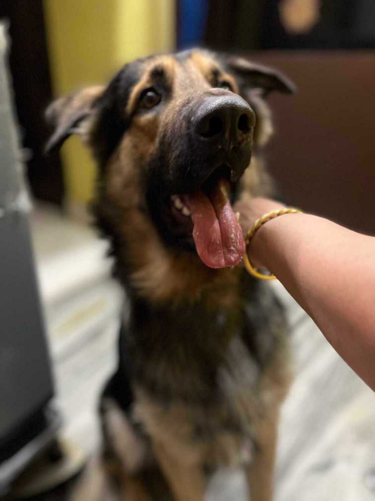 German Shepherd Dogs For Mating In Jaipur