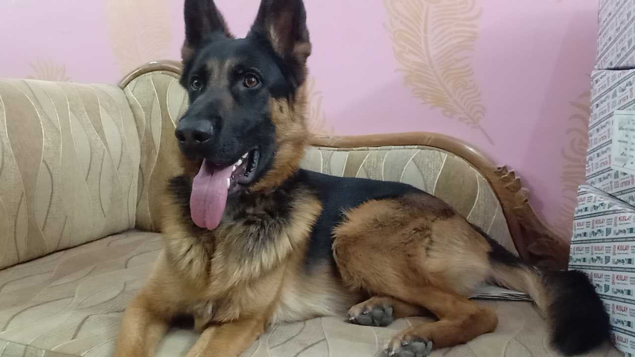 German Shepherd For Adoption In Dehradun