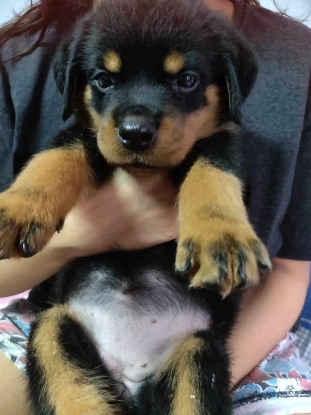 Dog breeds hot sale rottweiler price