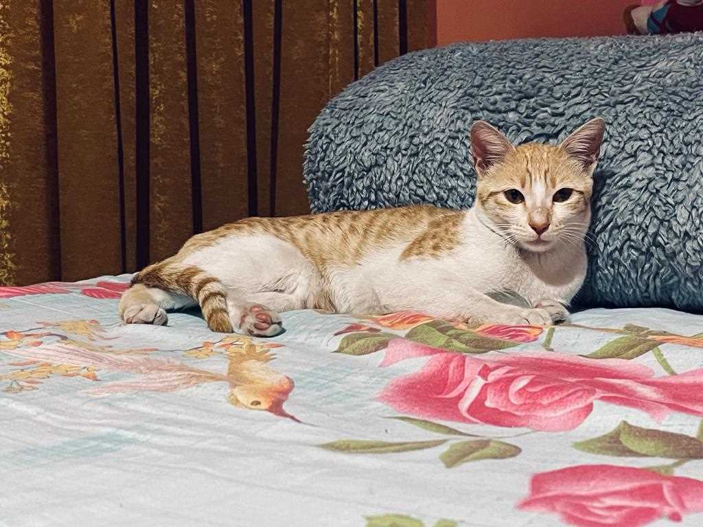 Kittens and Cats for Adoption Jammu | Mr n Mrs Pet