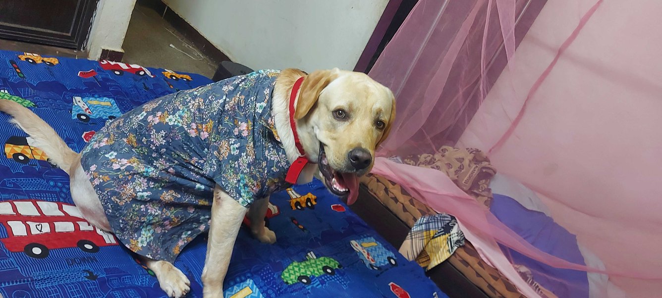 Labrador Retriever Dogs For Mating In Hyderabad