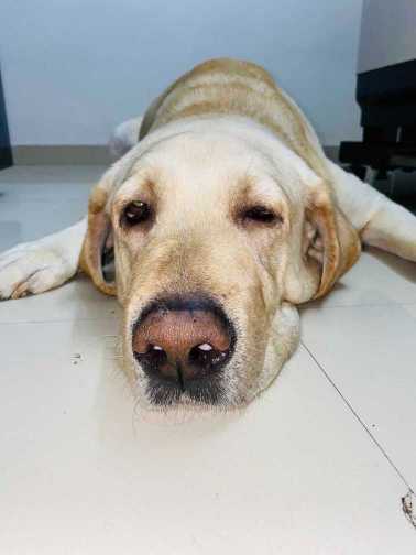 Labrador Retriever Dogs For Mating In Kannur