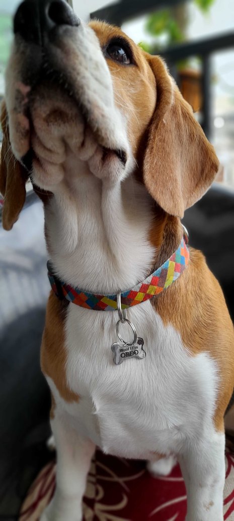 Beagle Dogs For Mating In Pune