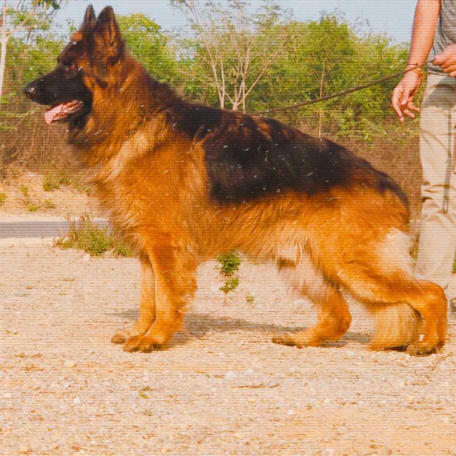 German Shepherd Dogs For Mating In Kanpur